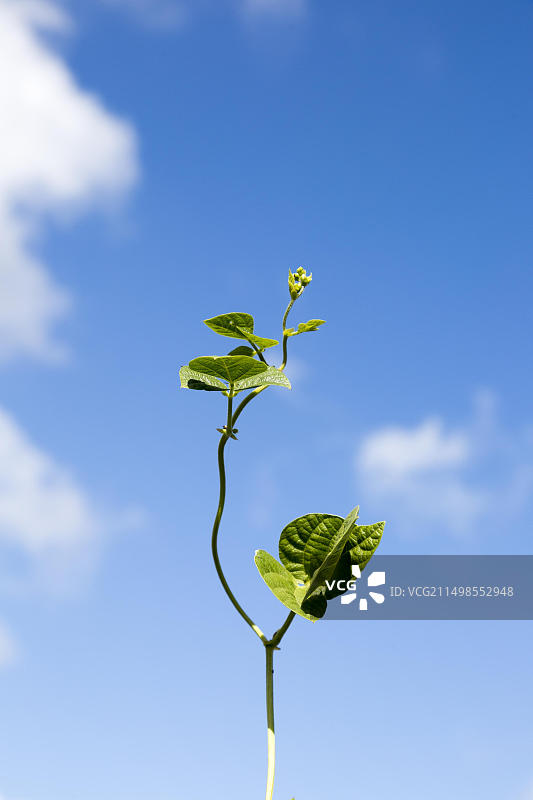 无法支撑的单株豆苗攀爬生长向蓝天图片素材