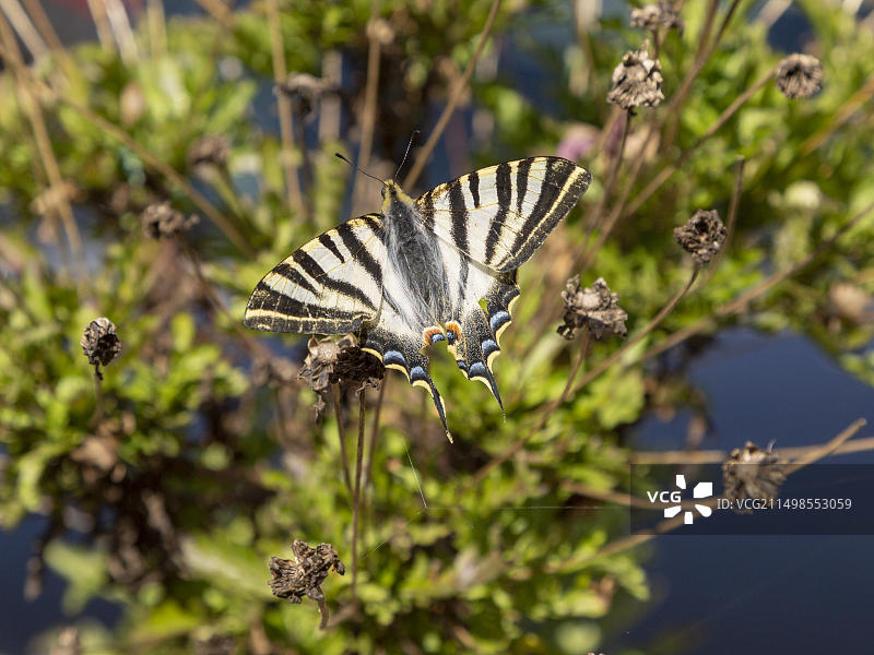 南方燕尾蝶，卡斯特罗韦尔德，葡萄牙图片素材