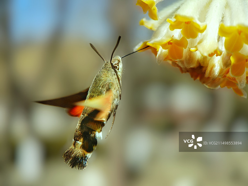 蜂鸟鹰蛾图片素材