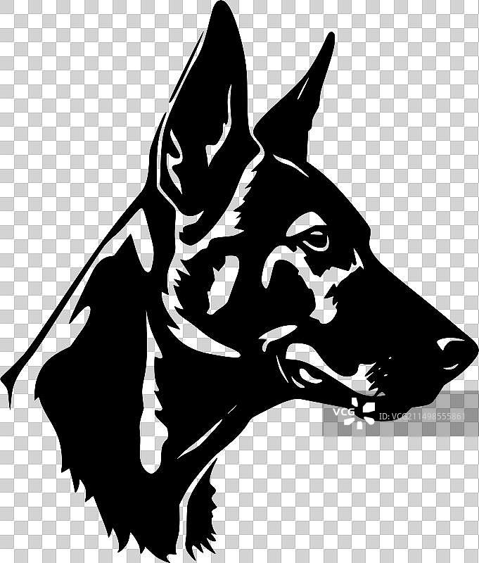 澳大利亚卡尔比犬 - 简约风格图片素材