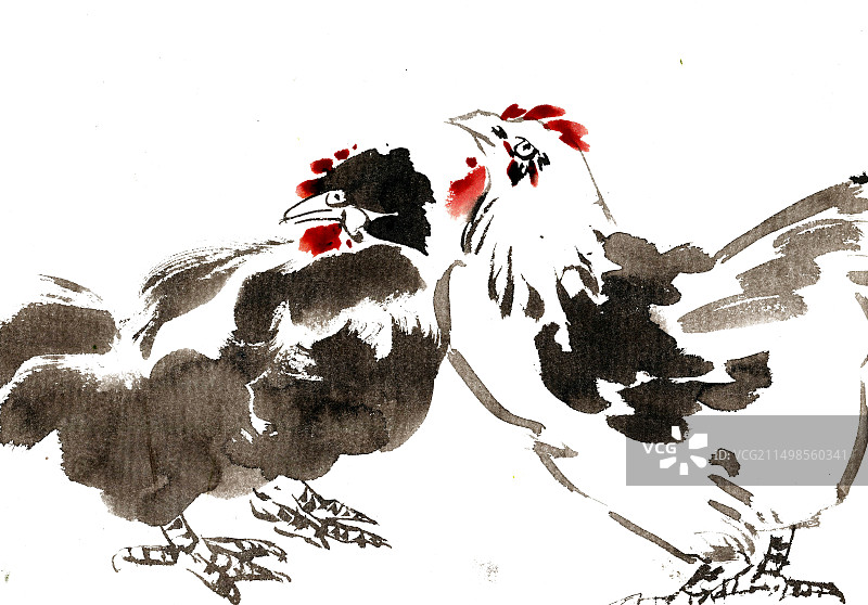 两只母鸡图片素材