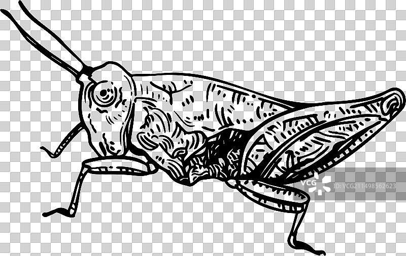 单色菱蝗图案图片素材