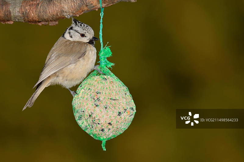 在山雀饺子上的凤头山雀图片素材