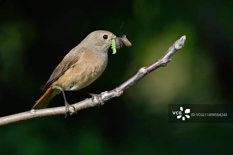 红尾鸲（雌性）图片素材