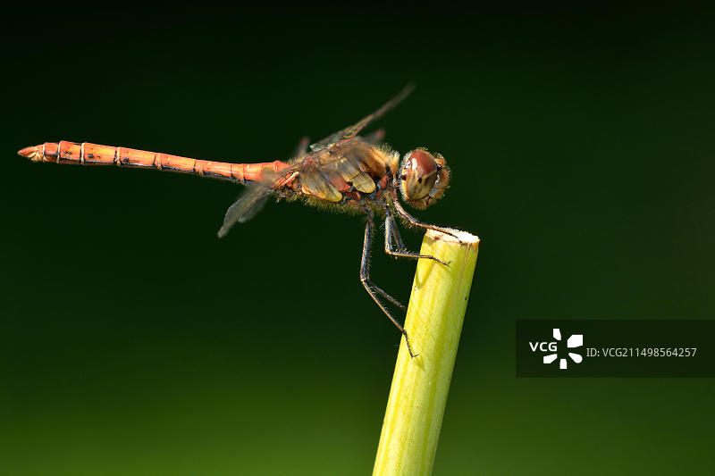 红蜻蜓图片素材