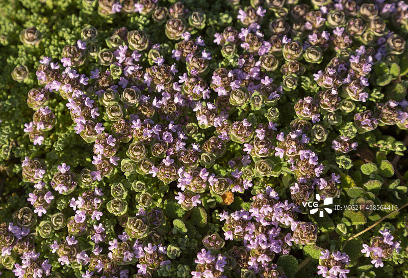樟脑百里香，葡萄牙沿海特有植物物种特写图片素材
