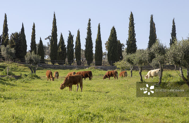葡萄牙埃武拉附近乡村田野里的奶牛图片素材