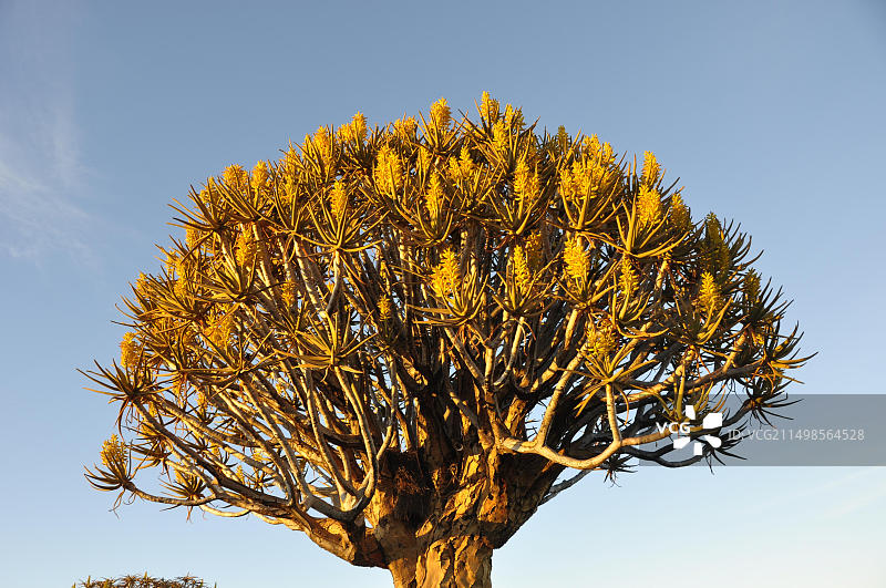纳米比亚：特有种箭筒树图片素材
