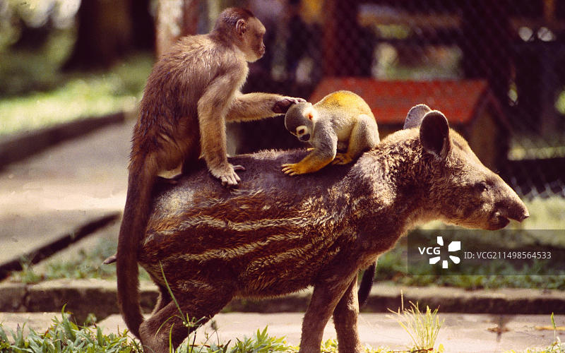 法属圭亚那：一只貘背着两只猴子坐在卡宴图片素材