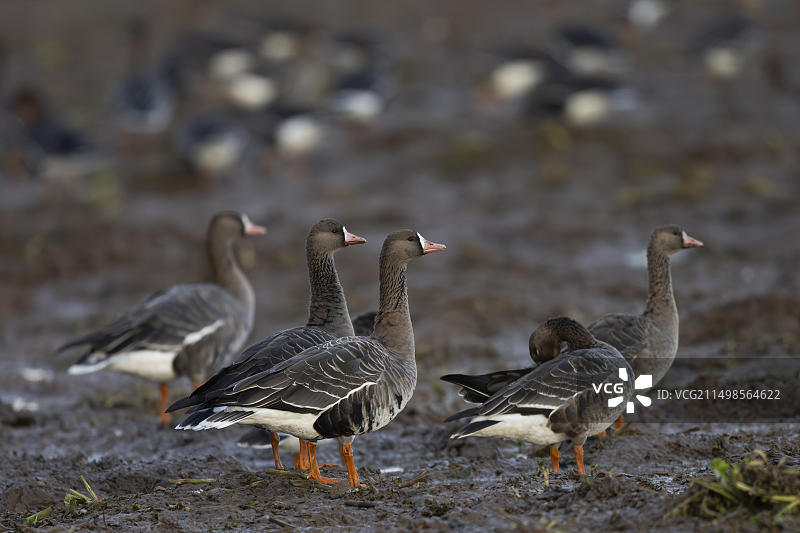 在越冬地的白额雁（Anser albifrons），荷兰特塞尔图片素材