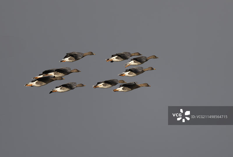 豆雁，特塞尔，荷兰图片素材