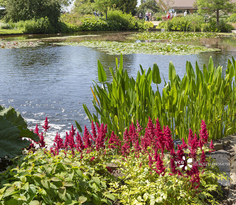 英国埃塞克斯郡海德厅皇家园艺学会花园上池图片素材