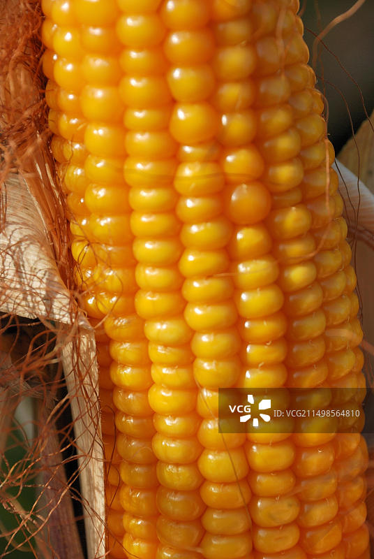 玉米芯图片素材