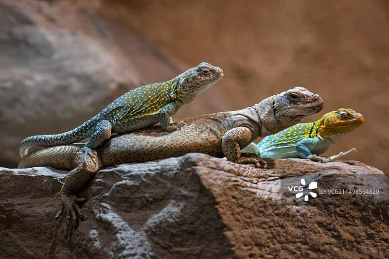 领圈鬣蜥，雄性，躺在查克瓦拉蜥蜴上，圈养，巴登-符腾堡州，德国，欧洲图片素材