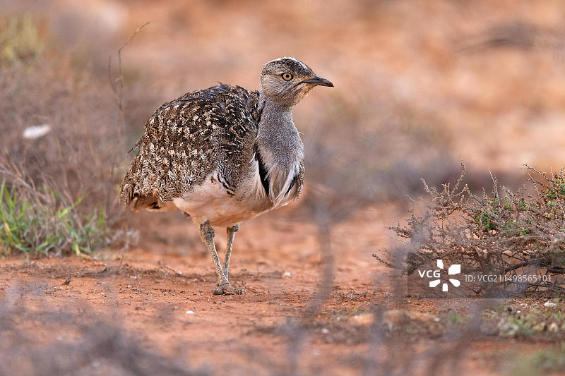 撒哈拉鸨（富埃特文图拉亚种），富埃特文图拉岛，西班牙，欧洲图片素材