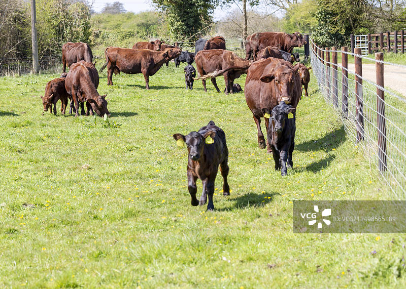 英国萨福克郡的红色无角小母牛和幼牛图片素材