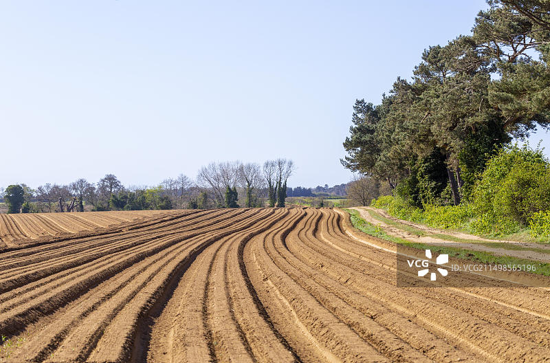 英国萨福克郡农田的沙质土壤犁沟图片素材