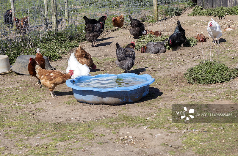 在英国萨福克郡户外觅食的散养鸡群图片素材