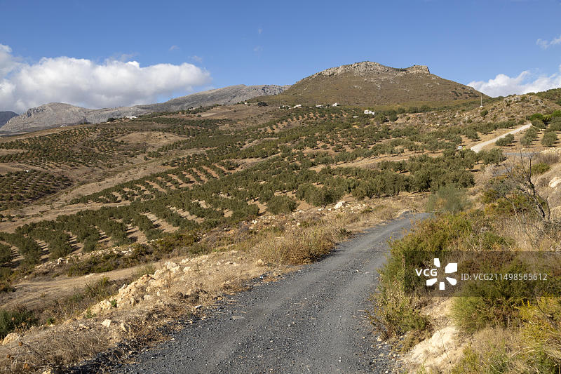 西班牙安达卢西亚橄榄树与石灰岩山脉图片素材