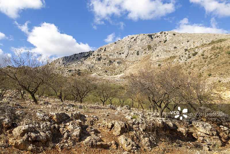 西班牙安达卢西亚Axarquia地区阳光门附近的石炭纪石灰岩山脉中的杏树图片素材