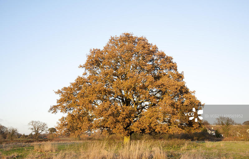 英国萨福克郡萨顿冬天田野里的一棵独立橡树图片素材
