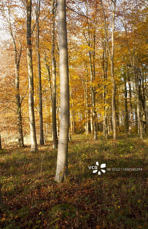 英国威尔特郡萨弗纳克森林的橙棕色山毛榉树秋叶图片素材