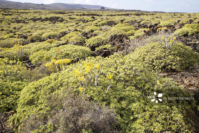 生长在科罗纳火山熔岩上的大戟图片素材