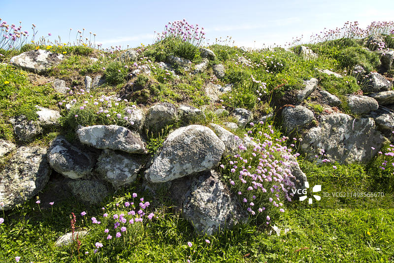 海石竹，在英国康沃尔蜥蜴半岛低地角盛开图片素材