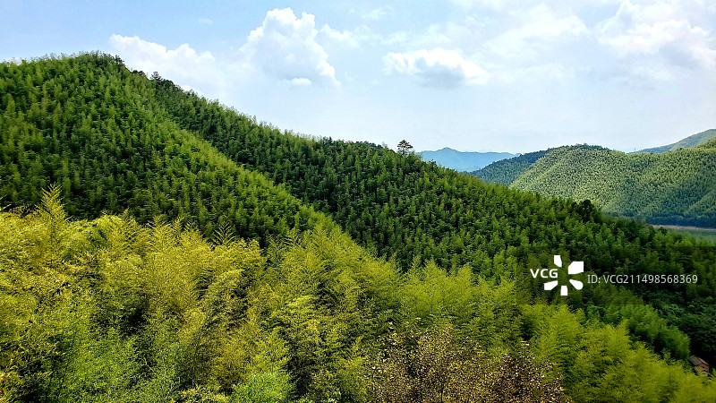 浙江安吉小杭坑竹海图片素材