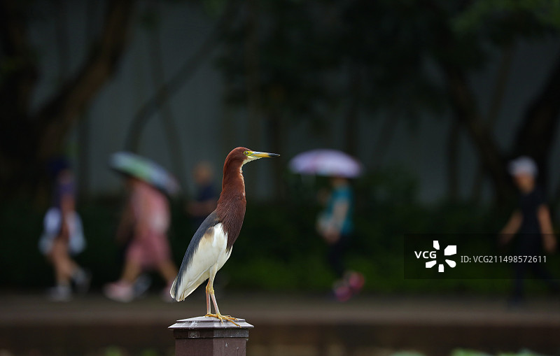 一只池鹭站在柱子上背景是公园里锻炼身体散步的人们图片素材