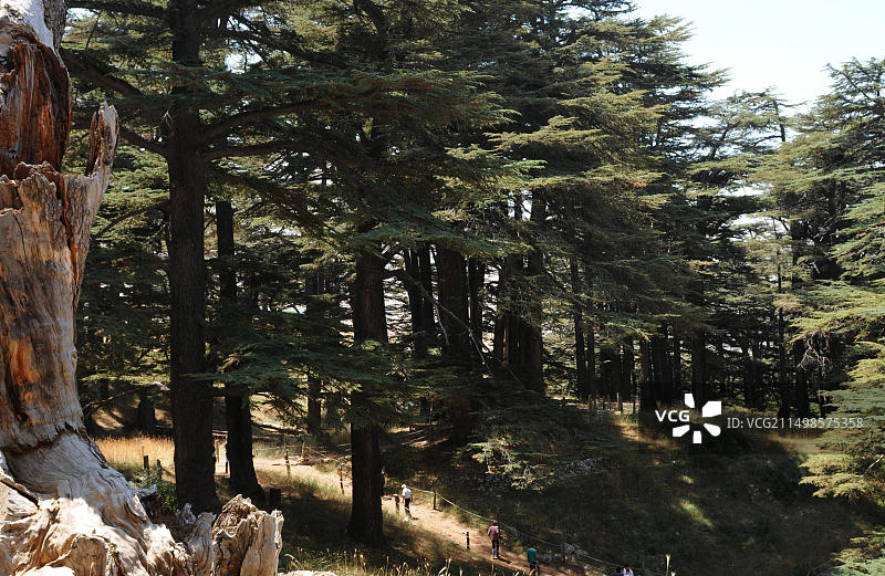 黎巴嫩山区雪松林图片素材