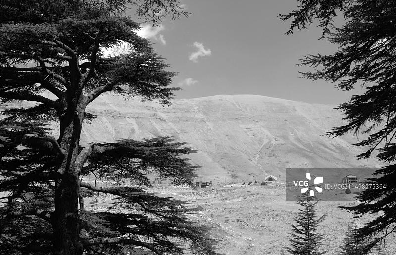 黎巴嫩山脉的雪松森林Arz er-Rabb冬季滑雪区图片素材