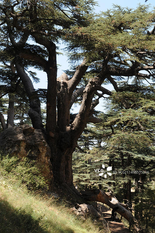 黎巴嫩山脉的雪松森林Arz er-Rabb冬季滑雪区图片素材