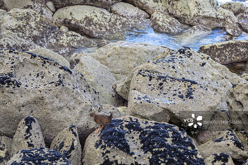 韦卡秧鸡，海滩，凯特里特里，新西兰，大洋洲图片素材