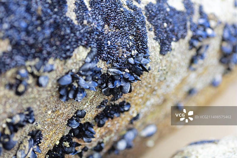 贻贝（Mytilidae），凯特里特里，新西兰，大洋洲图片素材