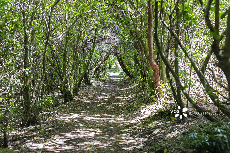 亚伯·塔斯曼海岸步道，徒步小径，廷林湾，凯特里特里，新西兰，大洋洲图片素材