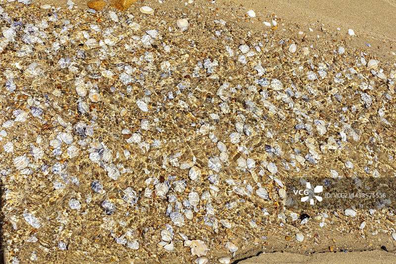 新西兰凯特里特里海滩的贝壳图片素材