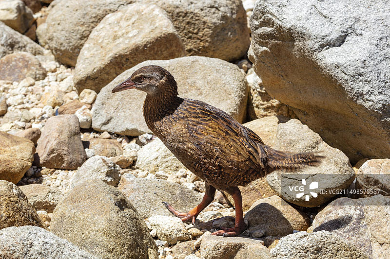 韦卡秧鸡，科基尔湾，凯特里特里，新西兰，大洋洲图片素材