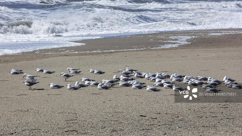 新西兰希普克里克海滩的毛利黑嘴鸥图片素材