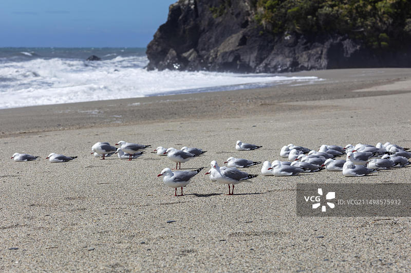 新西兰希普克里克海滩的毛利黑嘴鸥图片素材