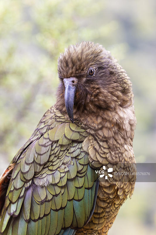 新西兰峡湾国家公园凯亚鹦鹉图片素材