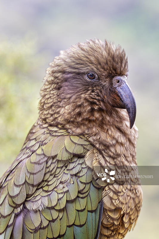 新西兰峡湾国家公园凯亚鹦鹉图片素材