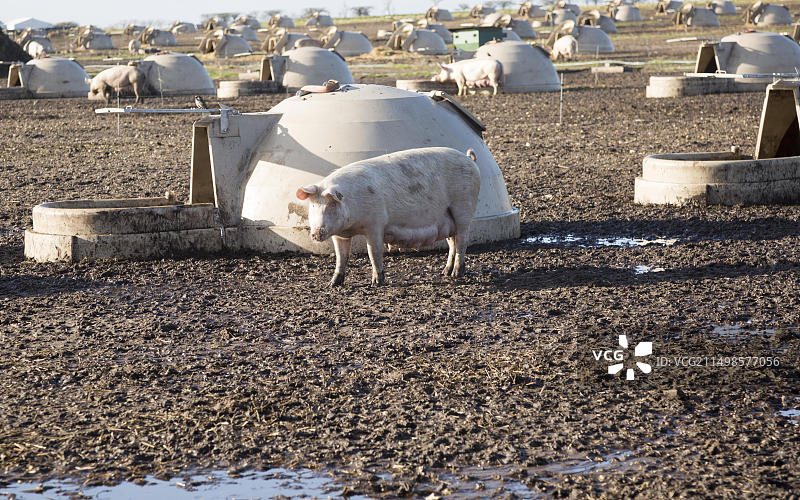 英国萨福克郡萨顿希思的户外养猪场图片素材