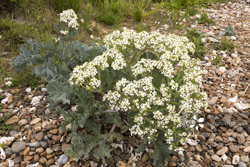 海甘蓝图片素材