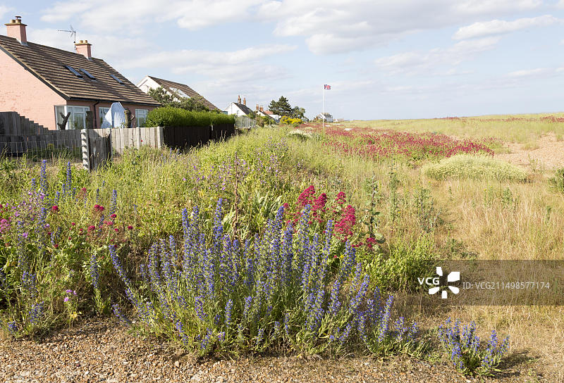英国萨福克郡霍莱斯利辛格尔街的缬草和蓝蓟图片素材