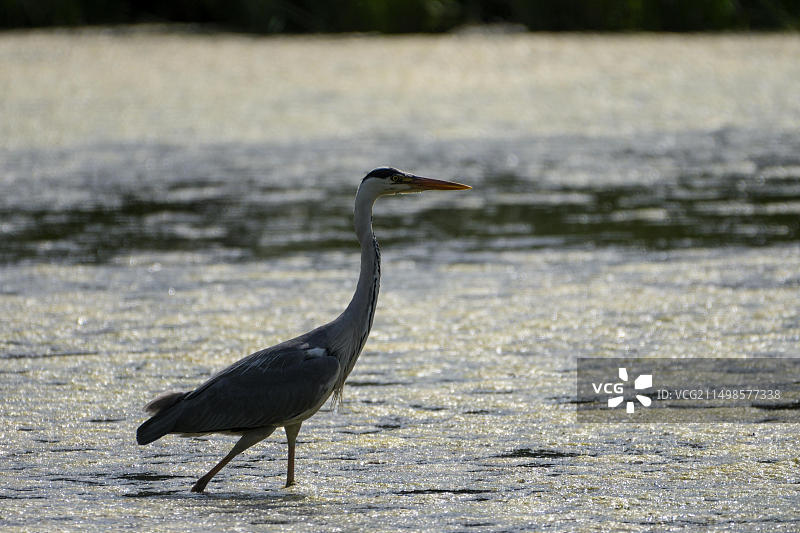 克里克贝克湖，逆光下捕猎的苍鹭图片素材