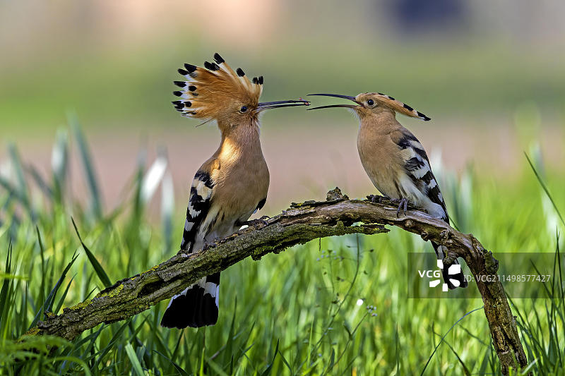 大头鸟配对，食物交接，求偶，求偶，2022年候鸟，夏季草地，日出，花草地，易北河中部生物圈保护区，萨克森-安哈尔特，德国，欧洲图片素材