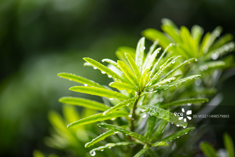植物下雨天特写图片素材