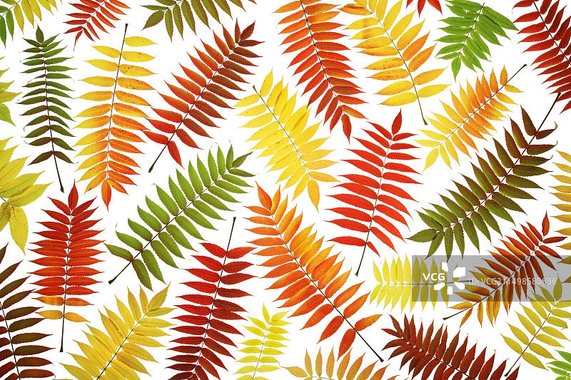 秋色鹿角漆树叶静物图片素材