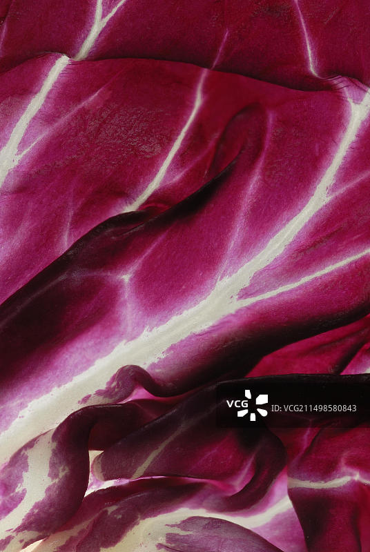 红菊苣或意大利菊苣（菊苣属菊苣）图片素材